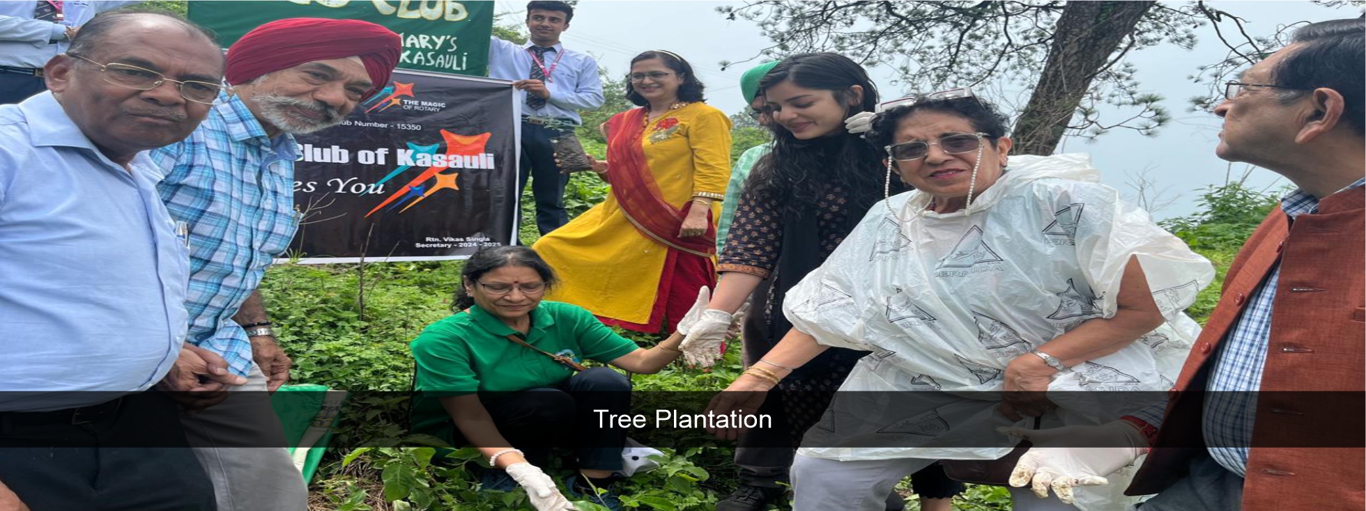 Tree Plantation
