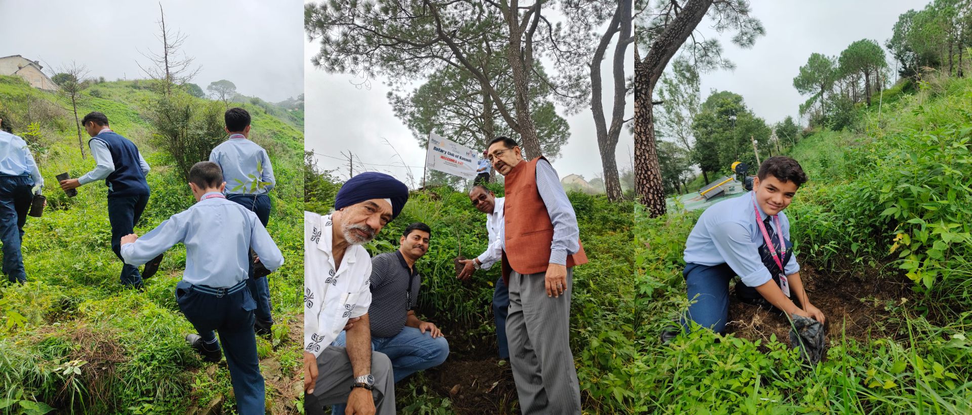 Tree Plantation